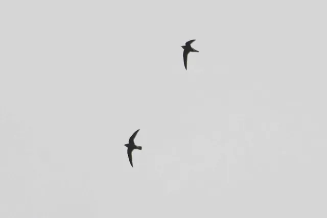 Species Image