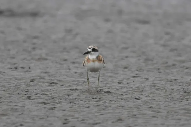 Species Image
