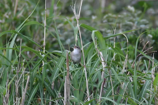 Species Image
