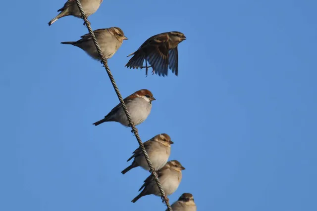 Species Image