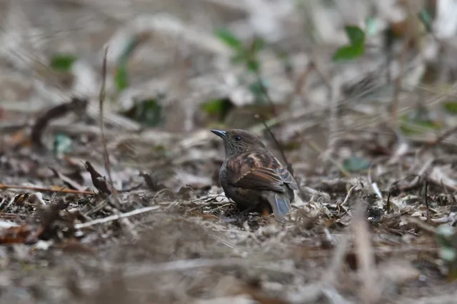 Species Image