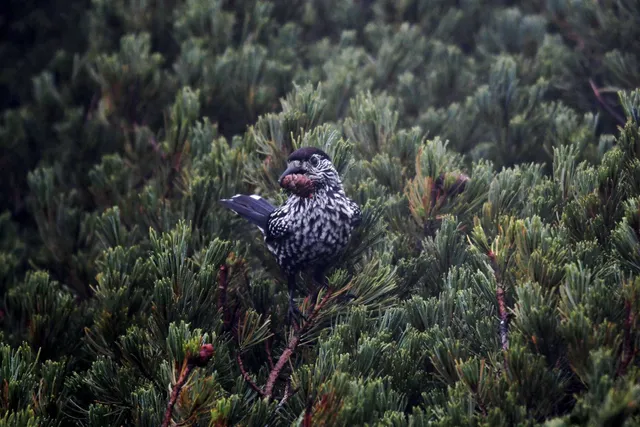 Species Image
