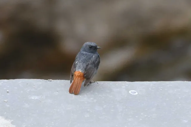 Species Image