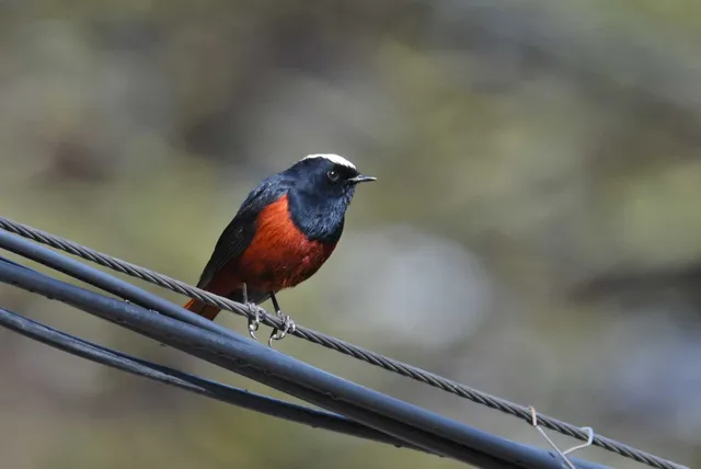 White-capped Redstart