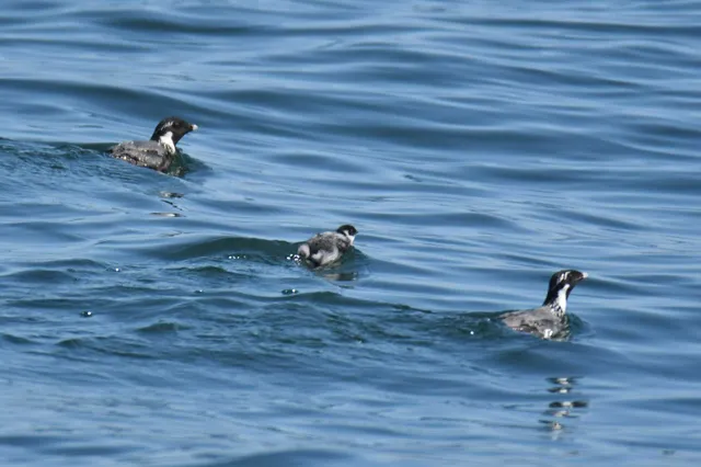 Species Image