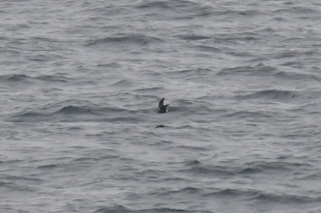 Species Image