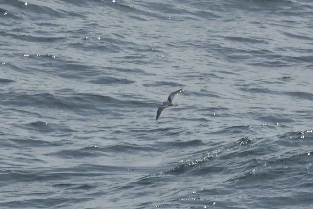 Species Image