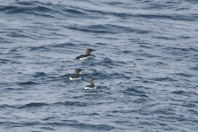 Species Image