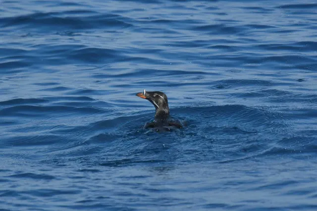 Species Image