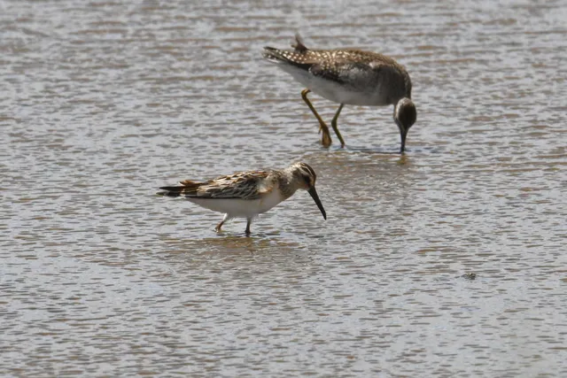 Species Image