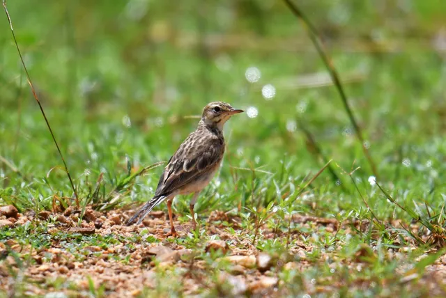 Paddyfield Pipit