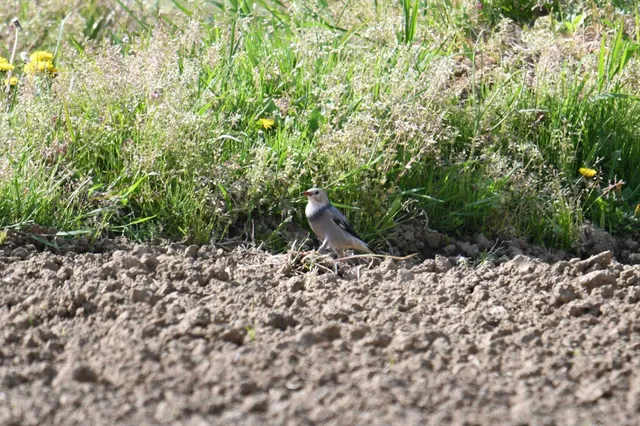 Species Image