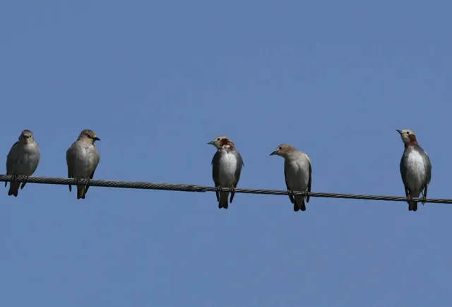 Species Image