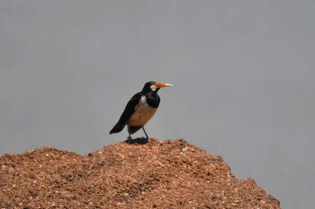 Siamese Pied Starling