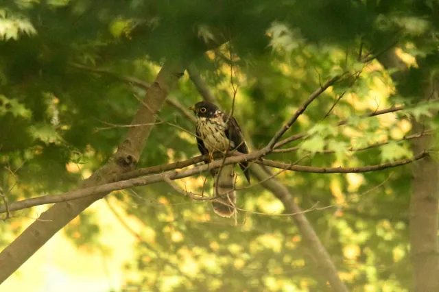 Species Image