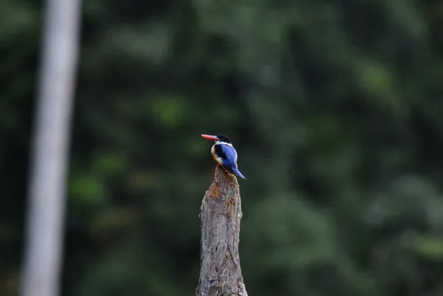 Species Image