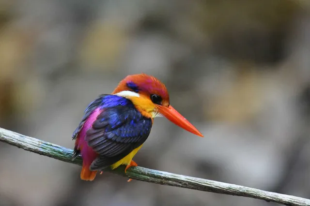 Species Image