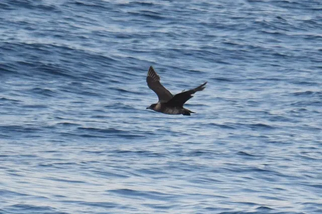 Species Image
