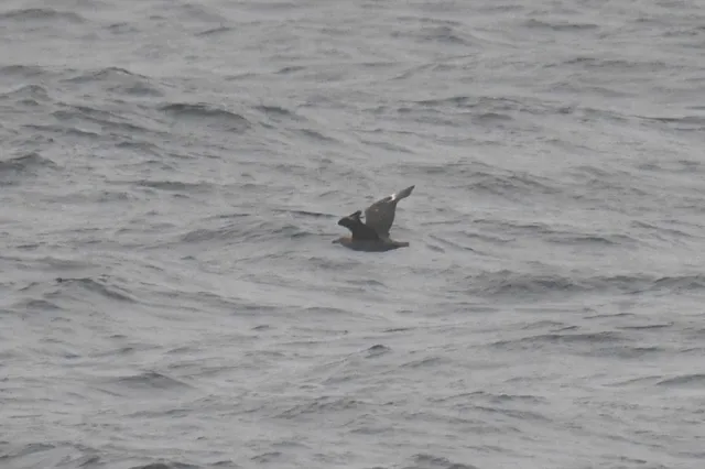 Species Image