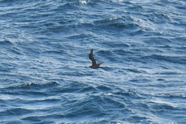 Species Image