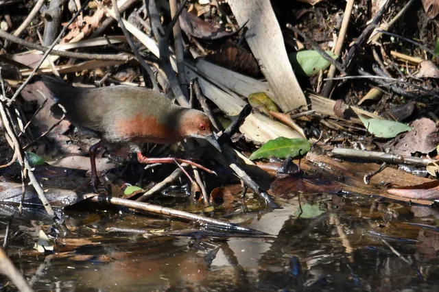 Species Image