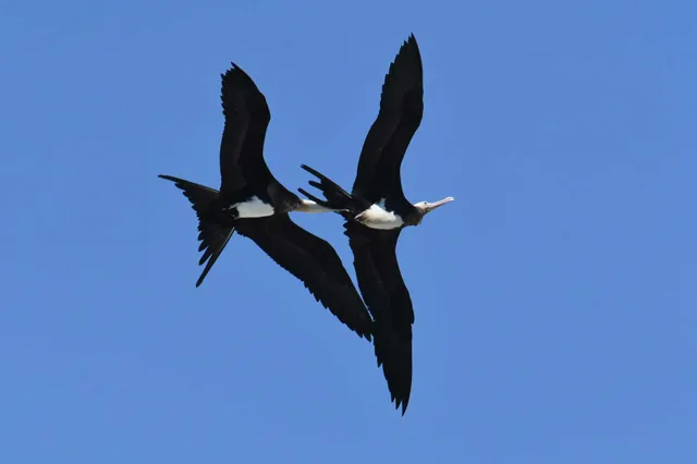 Species Image