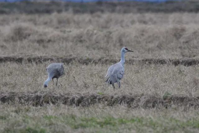 Species Image