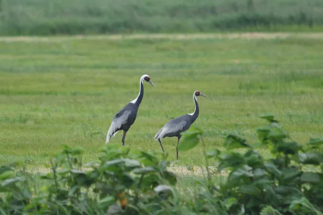 Species Image