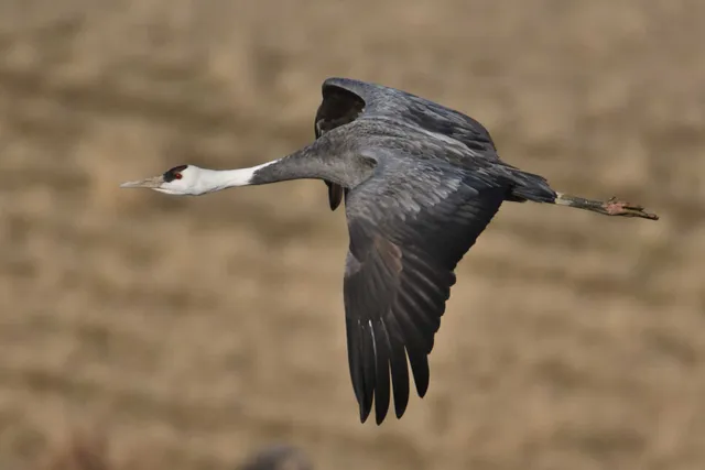 Species Image