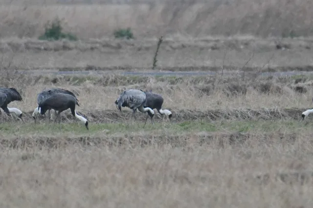 Species Image