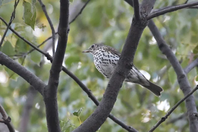 Species Image