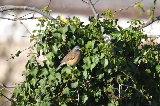 Species Image