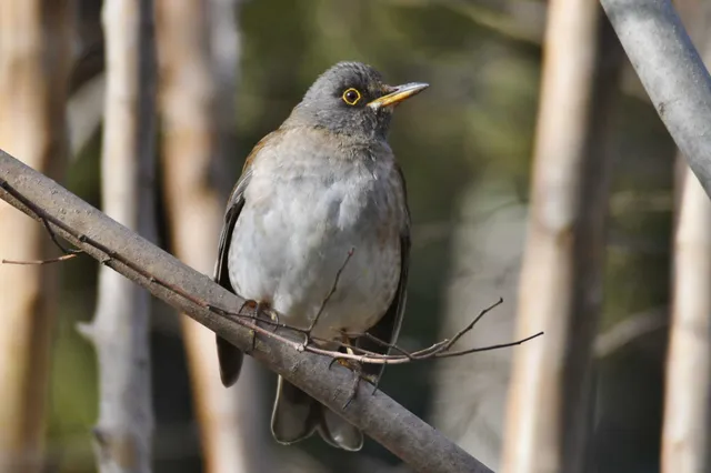 Species Image