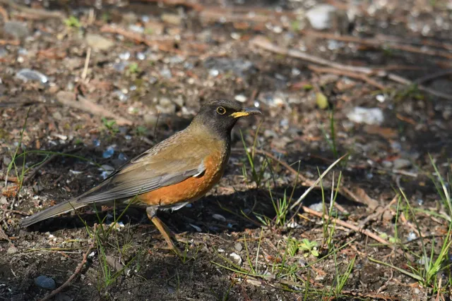 Species Image