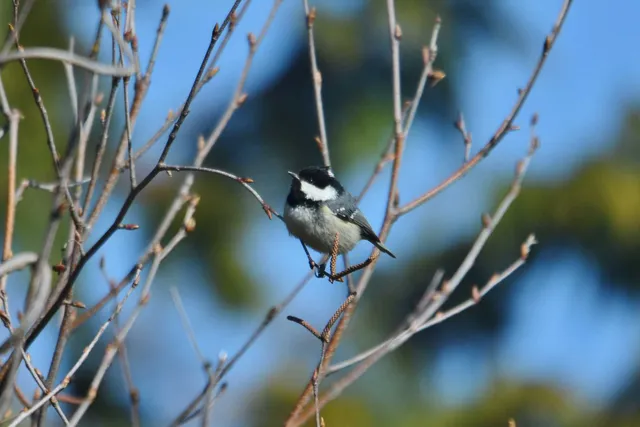 Species Image