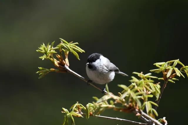 Species Image