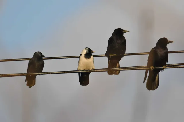 野鳥の写真