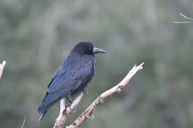 Species Image