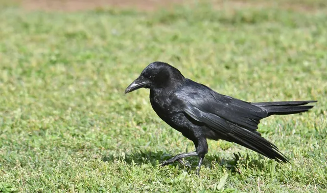 Species Image