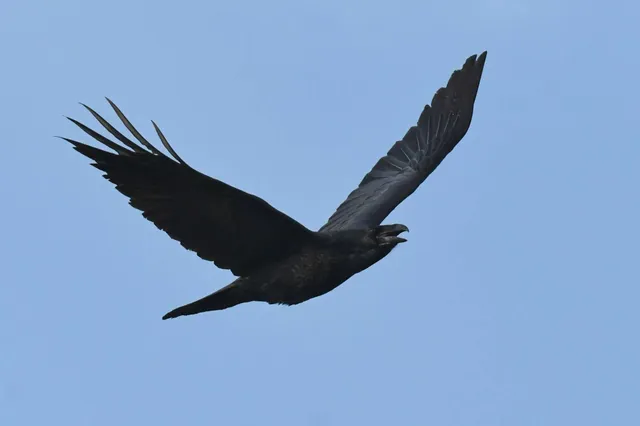 野鳥の写真