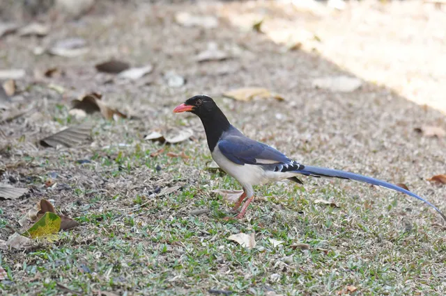 野鳥の写真