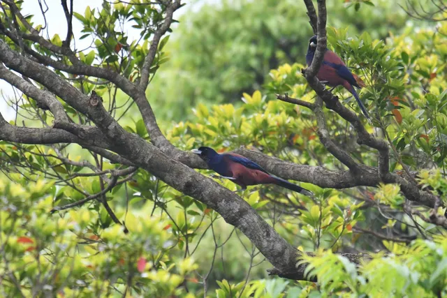 Species Image