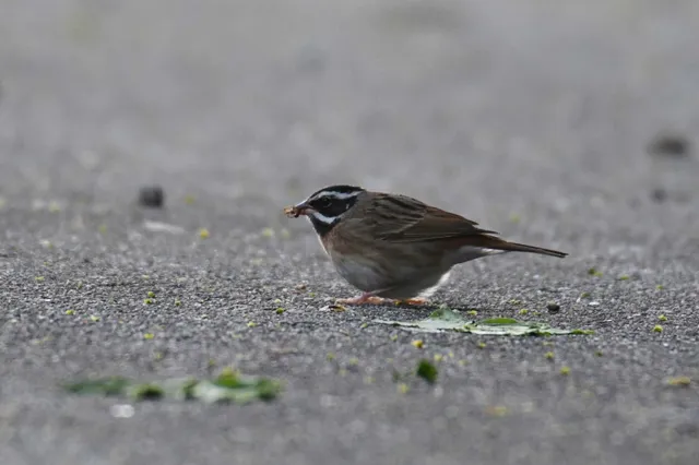 野鳥の写真