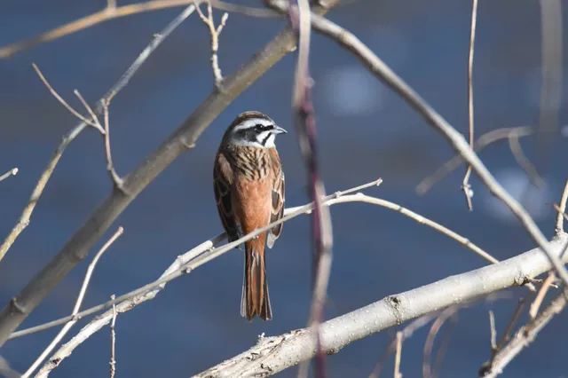 Species Image