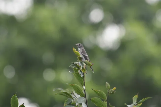 Species Image
