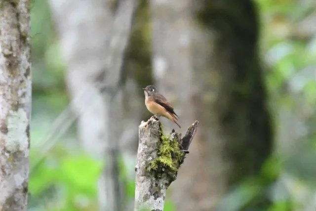 Species Image