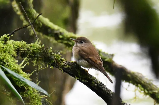 Species Image
