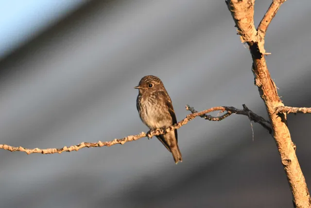 Species Image