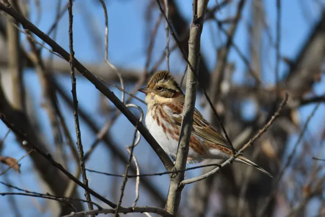 Species Image