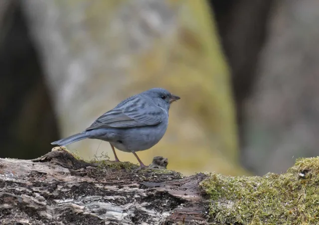 Species Image